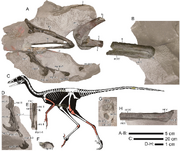 Hypnovenator matsubaraetoheorum fossils and reconstructed skeleton.webp