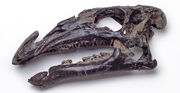 Mantellisaurus skull