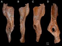 Sivapithecus