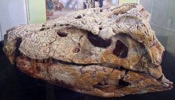 Baurusuchus salgadoensis (MPMA) 1