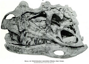 Ceratosaurus USNM 4735.png