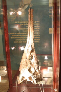 Paleorhinus skull