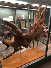 Pentaceratops PMU R200.jpg