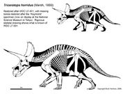 Triceratops raymond