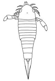 Герефордоптер