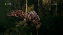 Nanotyrannus image