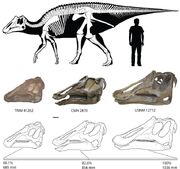 Prosaurolophus-size