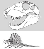 Череп и скелет Dimetrodon milleri