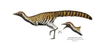Alvarezsaurus-calvoi