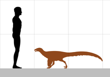 220px-Ornitholestes size.png