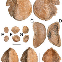 Ahshislepelta minor