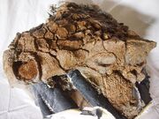 Euoplocephalus skull.jpg