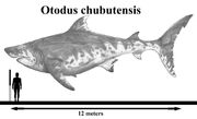 Otodus chubutensis by teratophoneus dfkiecs-414w-2x