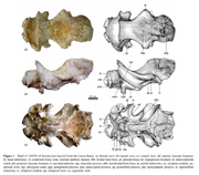 Sinotherium skull