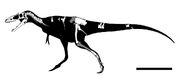 Alioramus altai