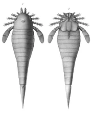 Хьюджмиллерия4