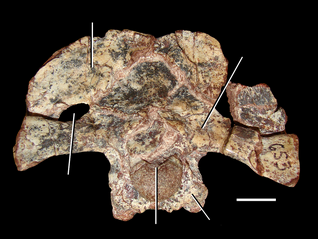 800px-Azendohsaurus madagaskarensis braincase