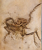 800px-Compsognathus longipes