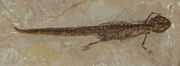 Chelotriton paradoxus 4334