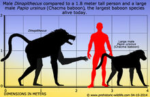 Dinopithecus-size (1)