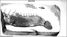 Mantell-1822-XiphactinusJaw.jpg