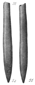 Oxyteuthis jasikofianus (Lahusen)