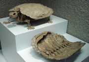 X-Proganochelys quenstedti 1
