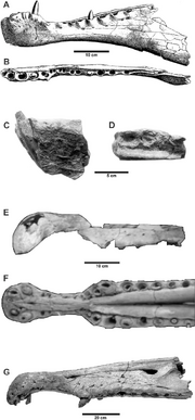 А и В - BSP1912 (Stromer, 1915); C и D - BM231 (Buffetaut and Ouaja, 2002); E и F - Spinosaurus marrocanus MNHM SAM 124 (Taquet and Russell, 1998); G- MSNM V4047 (Dal Sasso et al