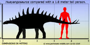 Huayangosaurus-size
