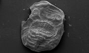 1024px-Impronta fossile.jpg