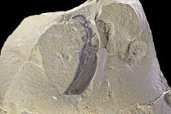 Haikouella lanceolata China