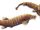 Rhizosomichthys totae