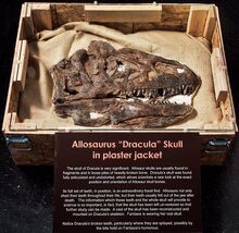 Skull Allosaurus «Dracula»