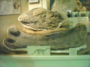 Camarasaurus skull 02