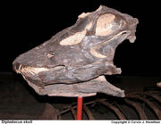 Diplodocus skull