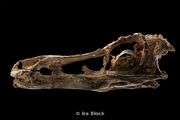 Haplocheirus skull
