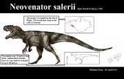 Neovenator salerii by teratophoneus-d60a08c