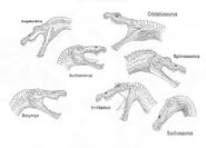 Spinosaur heads by spinosaurontop