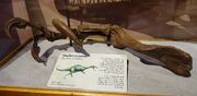 Suchomimus arm Museum of Anchient Life