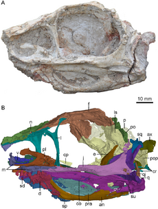 800px-Sinovenator skull