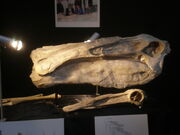 Deinocheirus skull 01