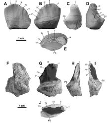 Mystery-tooth