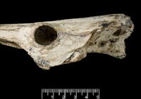 P.56054 Griphognathus whitei. Фрагмент черепа грифогната