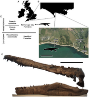 Pliosaurus kevani skull