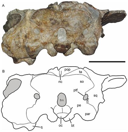 Bulbasaurus-6