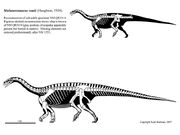 Melanorosaurus skeleton