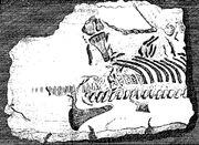 Stukely plesiosaur - First published plesiosaur skeleton, 1719