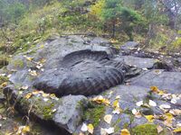 Канадский аммонит, вмурованный в породу.