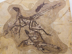 Anchiornis-huxleyi-fish