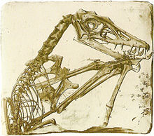 220px-Scaphognathus crassirostris.jpg